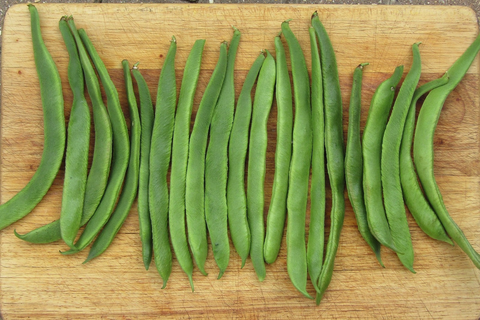 White Half Runner Bean (Pole) Seeds – For 2025 Planting Early Mountaineer Pole