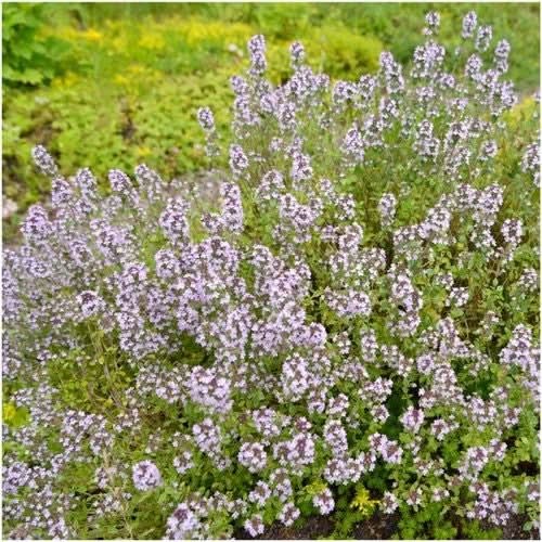 Wild Creeping Thyme Seeds For Planting (Thymus serpyllum)