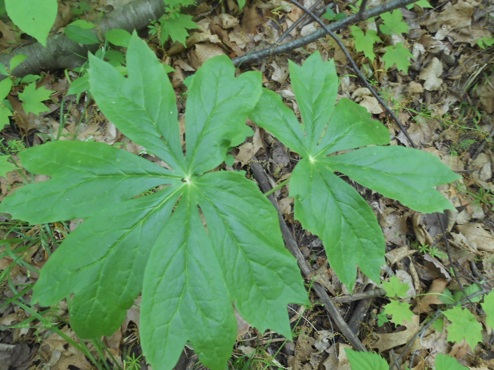 20 Fresh XL Mayapple Rhizomes / Bare Root Herb Spring Planting