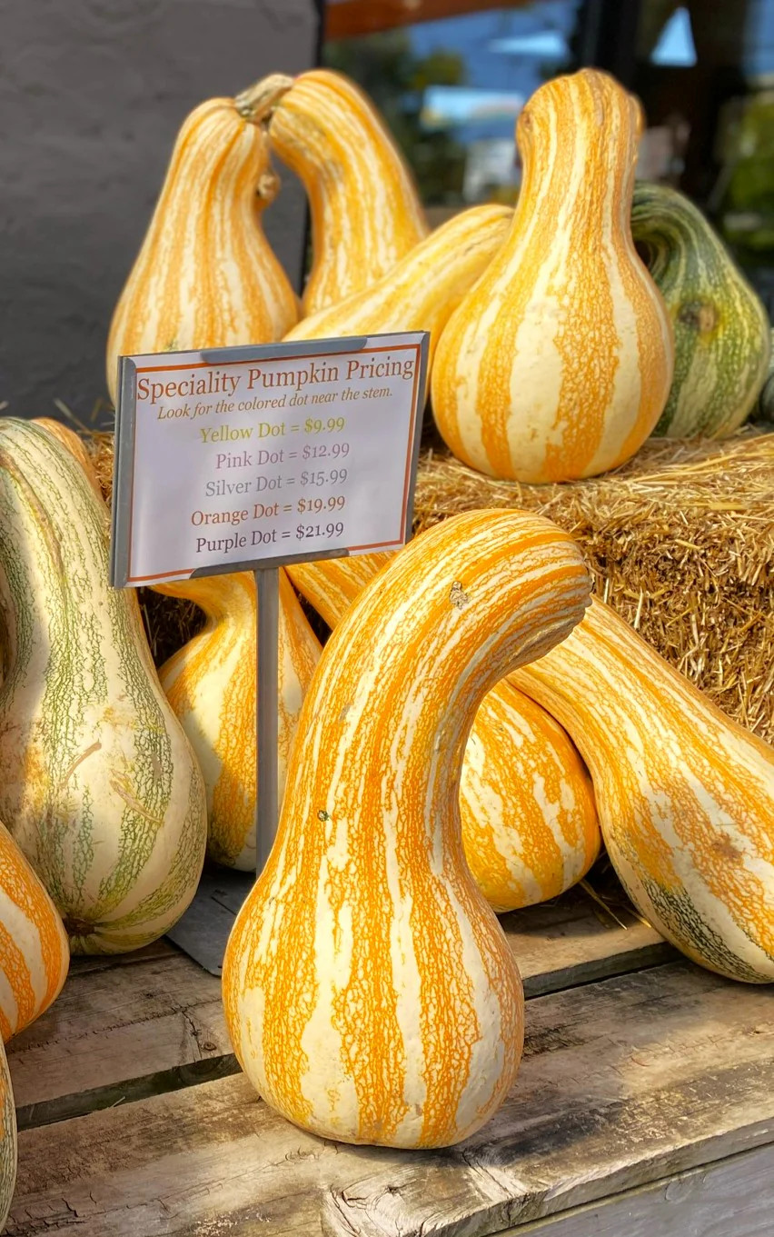 Orange Striped Cushaw Squash Seeds | Sweet Gourd Pumpkin Seed 2024 Fast Shipping