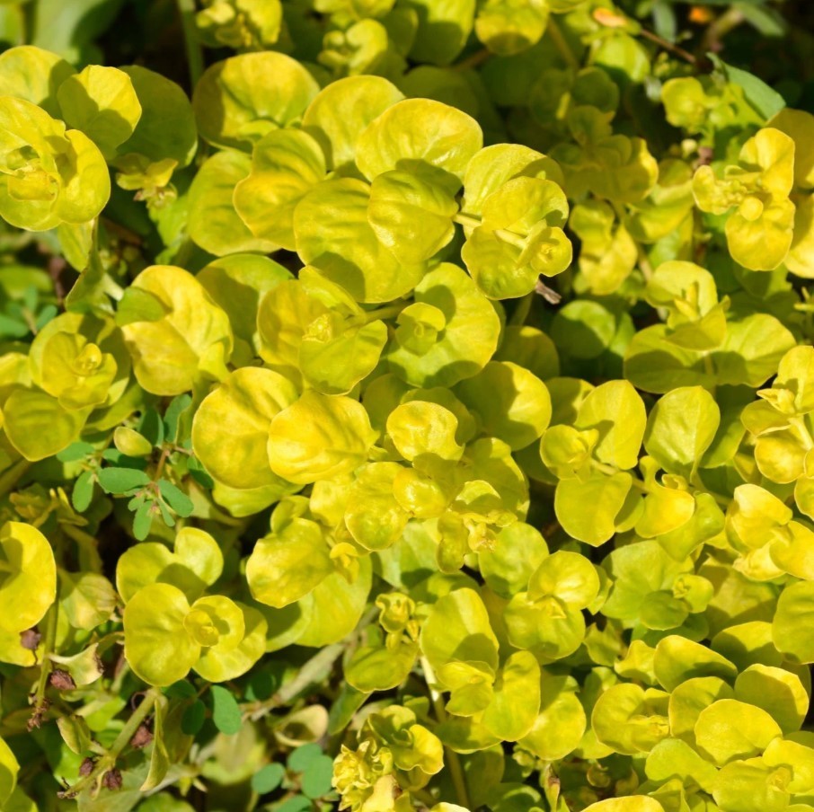 6 Golden Creeping Jenny Live Starter Plants – Perennial Groundcover – Zones 3-9