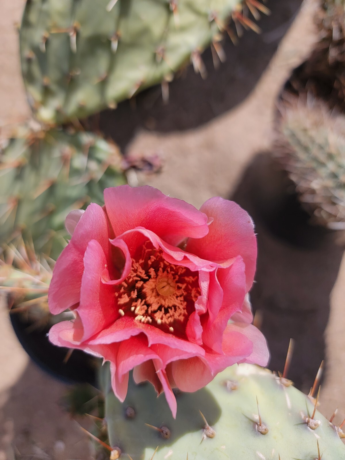 Desert Prickly pear ( Opuntia Phaeacantha), 2 Pads 4-7″ [cold hardy -20F]