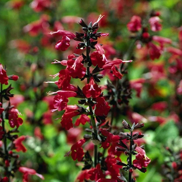 1000+ Sage – RED SCARLET – SALVIA ——- Perennial —- Hummingbirds