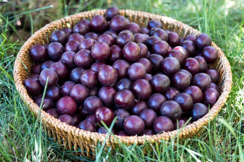 40 pcs Black Cherry Tree Seeds, Prunus Serotina Fruit Tree Seeds for Planting