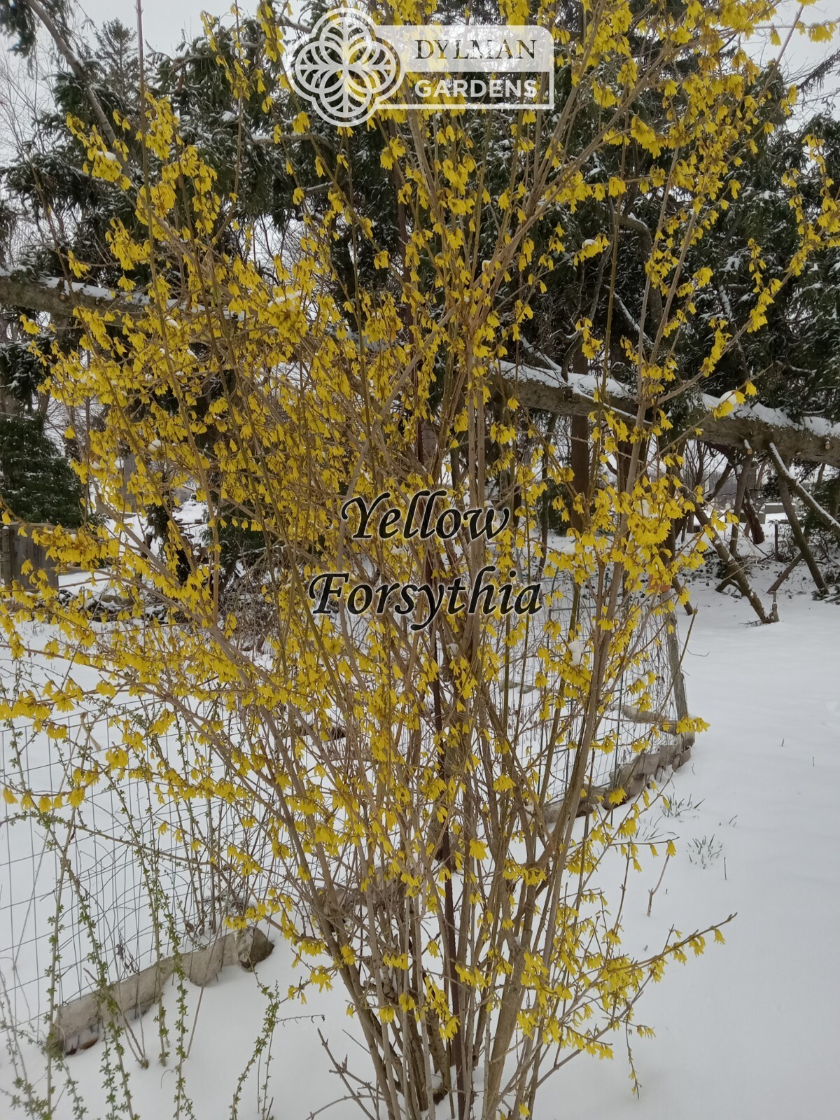 Forsythia Plant (Forsythia x intermedia) – Yellow Spring Blooms – Multiple Sizes