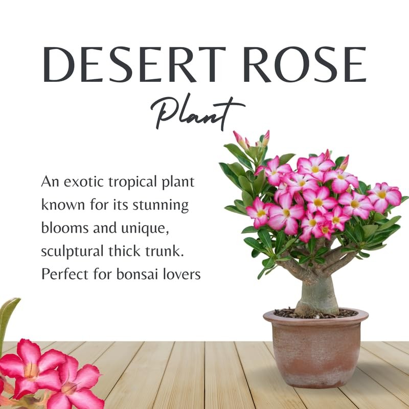 2 Red Desert Rose Live Plants 3-6 Inch Tall, Adenium Tropical Succulent