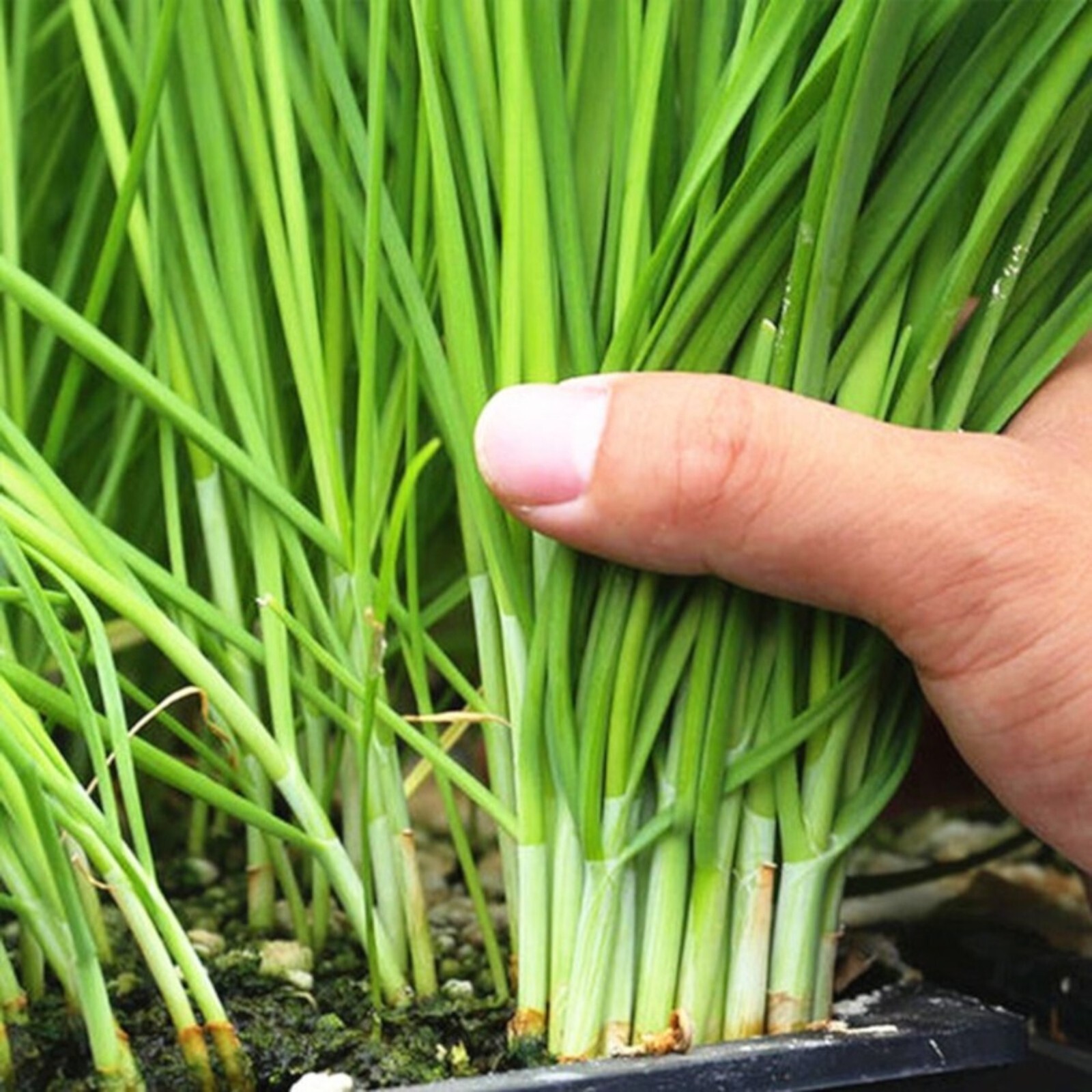 Garlic Chive Seeds – 500 Seeds – Non-GMO Heirloom Chinese Chives