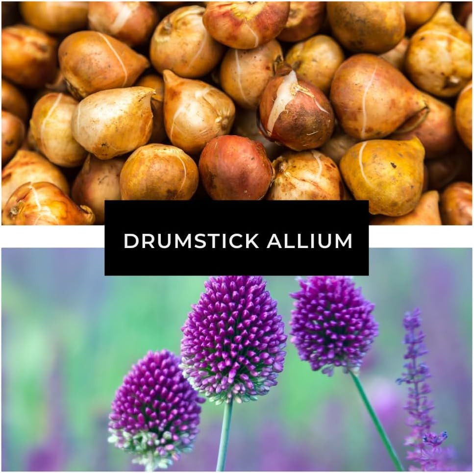 Drumstick Allium Bulbs – Easy to Grow Pennial Flowers, Deer Resistant (10 Bulbs)