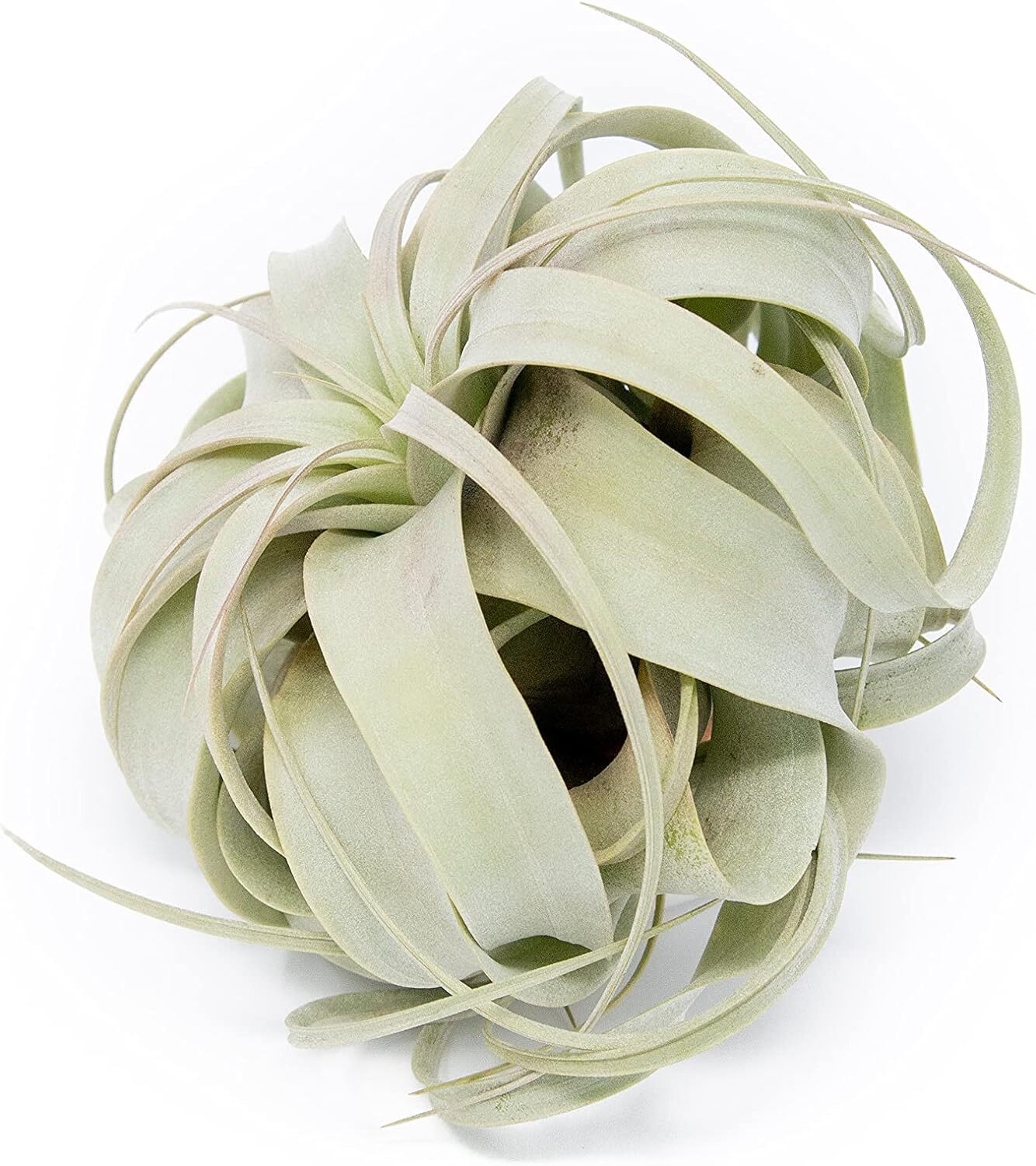 Xerographica Air Plants-Varied Sizes, Wholesale Bulk, Easy Care, 30Day Guarantee