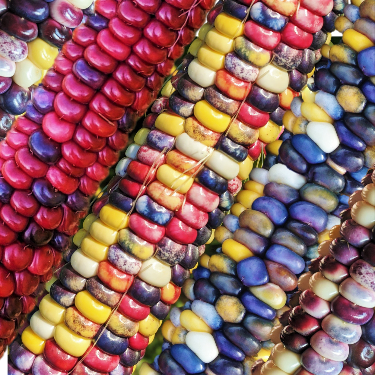 Painted Mountain Ornamental Corn Seeds (Organic) | Rainbow Indian Dent Seed 2024