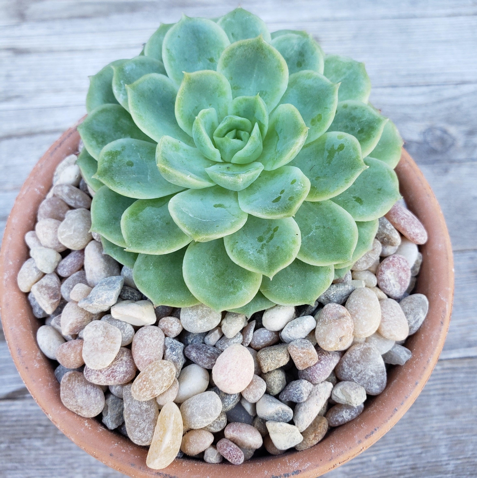 1 Lb 3/8 Del rio pebble river rock Cactus and Succulent Top Soil Dressing cactus