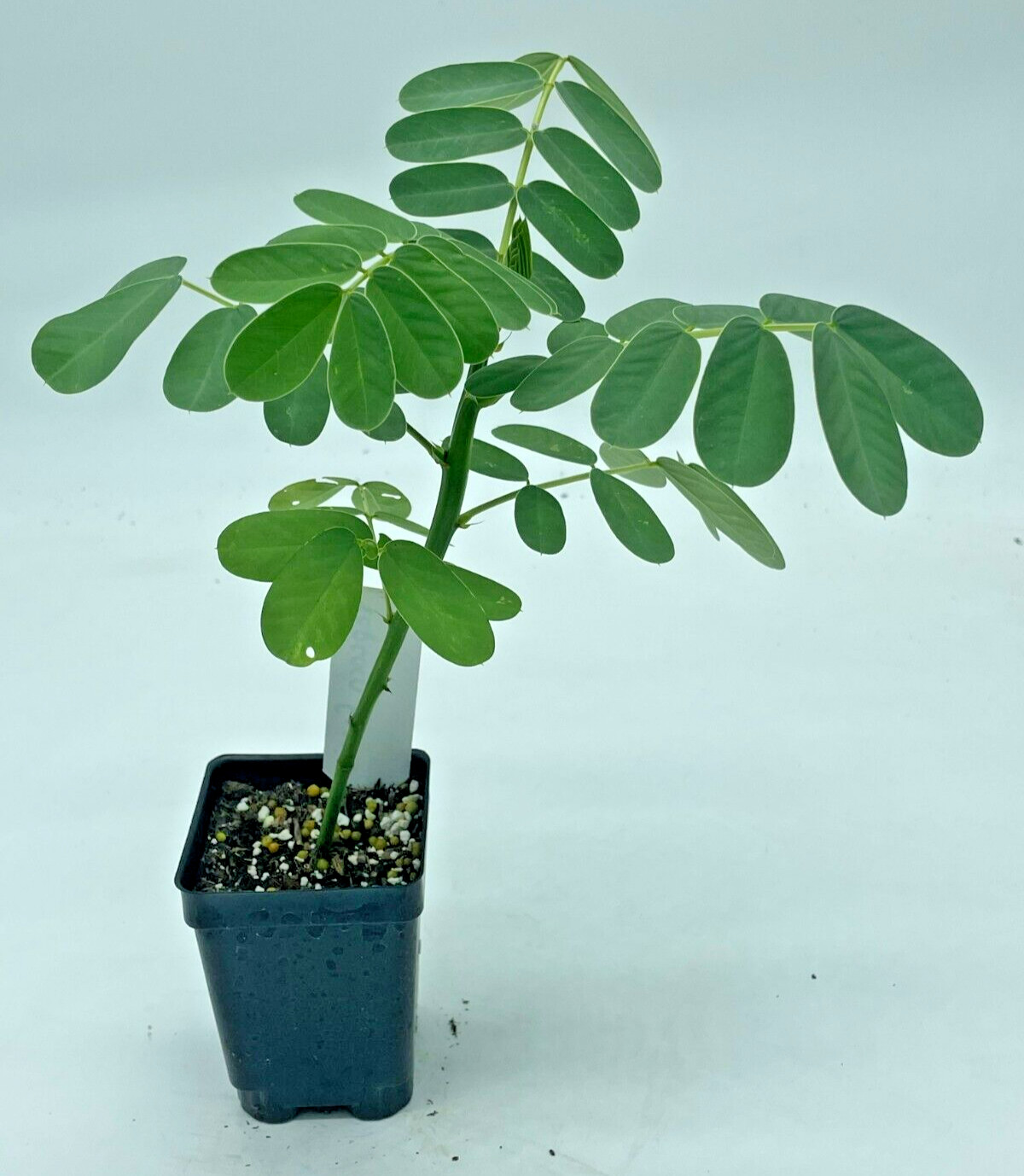 Cassia, Popcorn Live 3″ Starter Plant – Senna didymobotrya – Amazing Blooms!