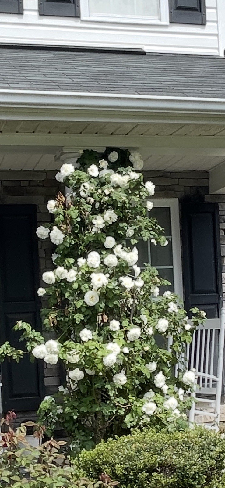 6 Cuttings of Cloud 10 Climbing Rose Live Flower Plant Scented+++ Everblooming!!