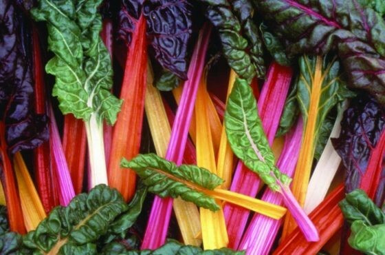 100+ RAINBOW SWISS CHARD SEEDS, HEIRLOOM/, Always Fresh For Your Garden