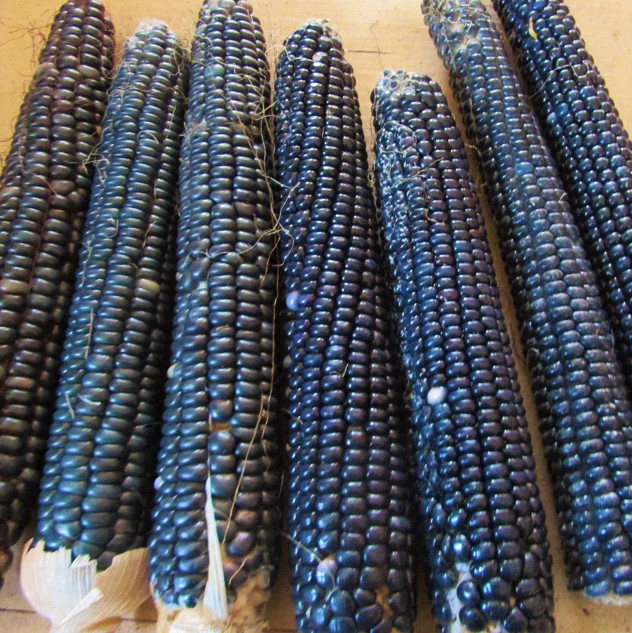 Rio Grande Blue Ornamental Corn Seeds | Hopi Azul Flint Indian Dent Seed 2024