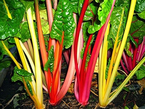 Northern Lights Mix 35 – 2K SEEDS Swiss Chard Heirloom intense colors Bulk“