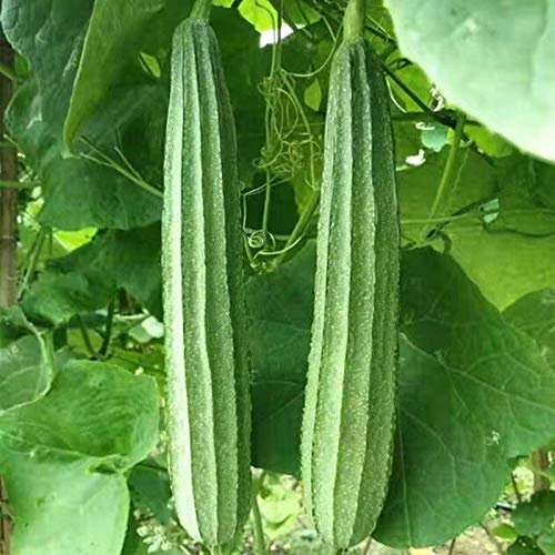 10+Ridged Sponge Gourd Seeds Chinese Okra Angled Luffa Gourd Big Flesh Sigua USA