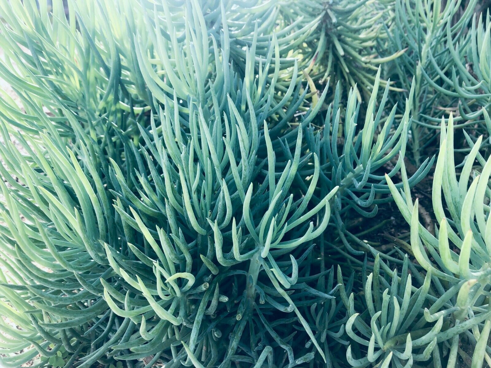 3X Senecio Vitalis Blue Serpents Chalk Fingers Sticks Succulent Cactus Plant 6″