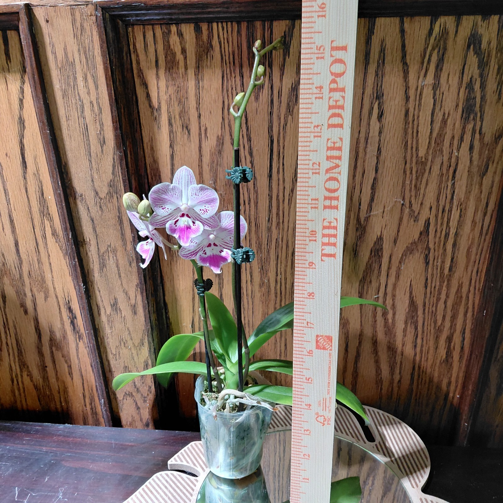 Phalaenopsis “OX Cresent Dancer” – 2 Spikes
