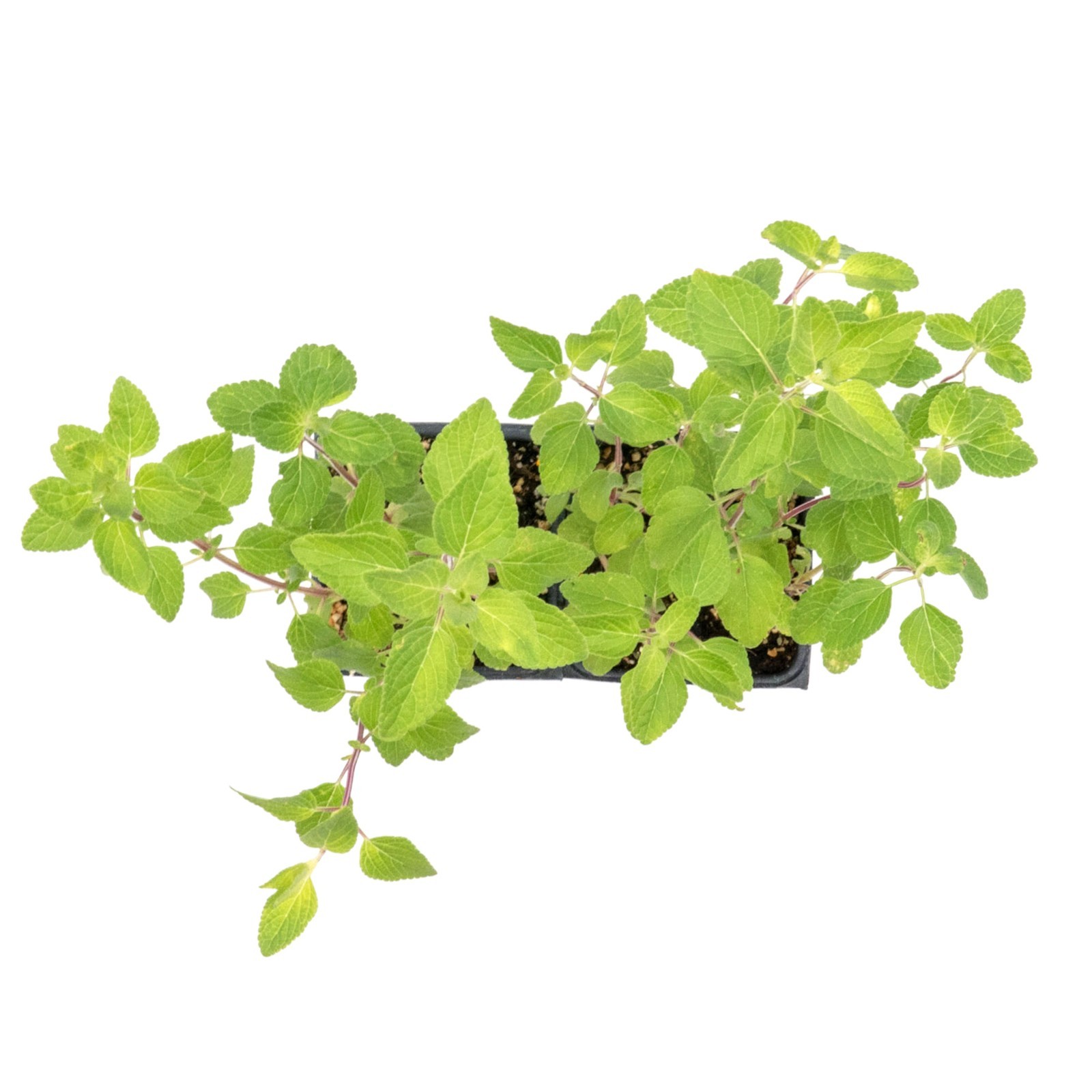 Hot Lips Sage in 3.5” Nursery Cubes (Salvia microphylla ‘Hot Lips’) | Live Herbs