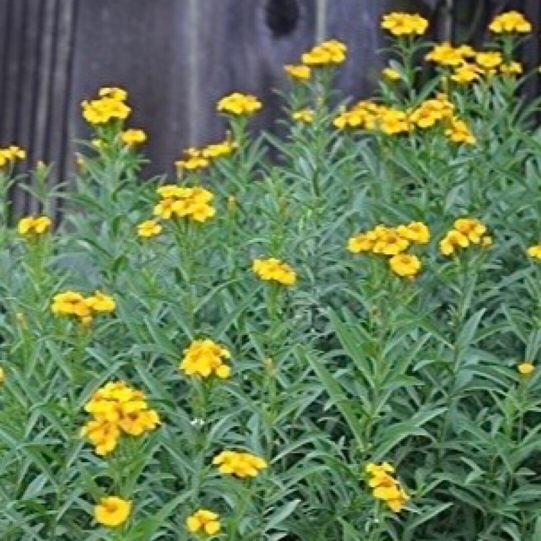 50+ Tarragon Seeds (Tagetes lucida) – Mexican Mint Medicinal Herb Spice & Flower
