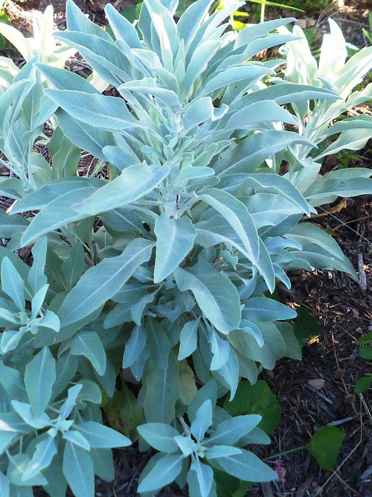 250+ White Sage SEEDS / Indian Sacred Herb/ ! Salvia Apiana Packed 2026+ Bonus!
