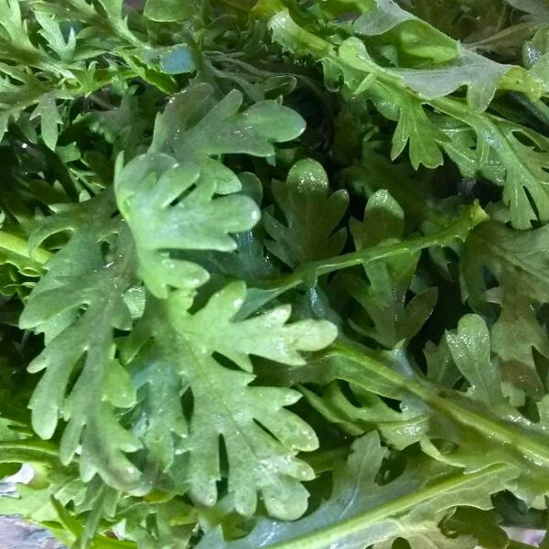 Fresh Chrysanthemum Greens Seeds | Tong Hao | Heirloom Non-GMO | Asian Vegetable