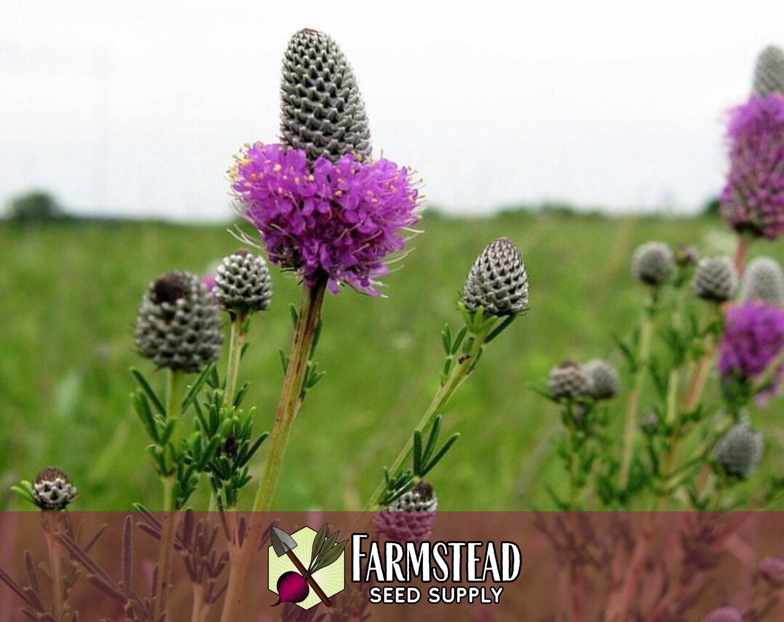 2,750+ Purple Prairie Clover Seeds | Native Wildflower Gardening, Dalea purpurea