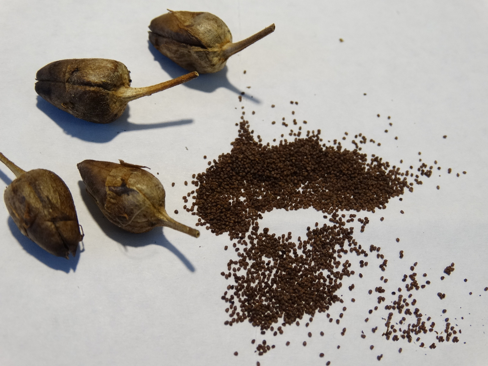 HEIRLOOM RARE TURKISH AROMATIC YENIDJE TOBACCO OVER 1000+ SEEDS Fresh 2022 Crop