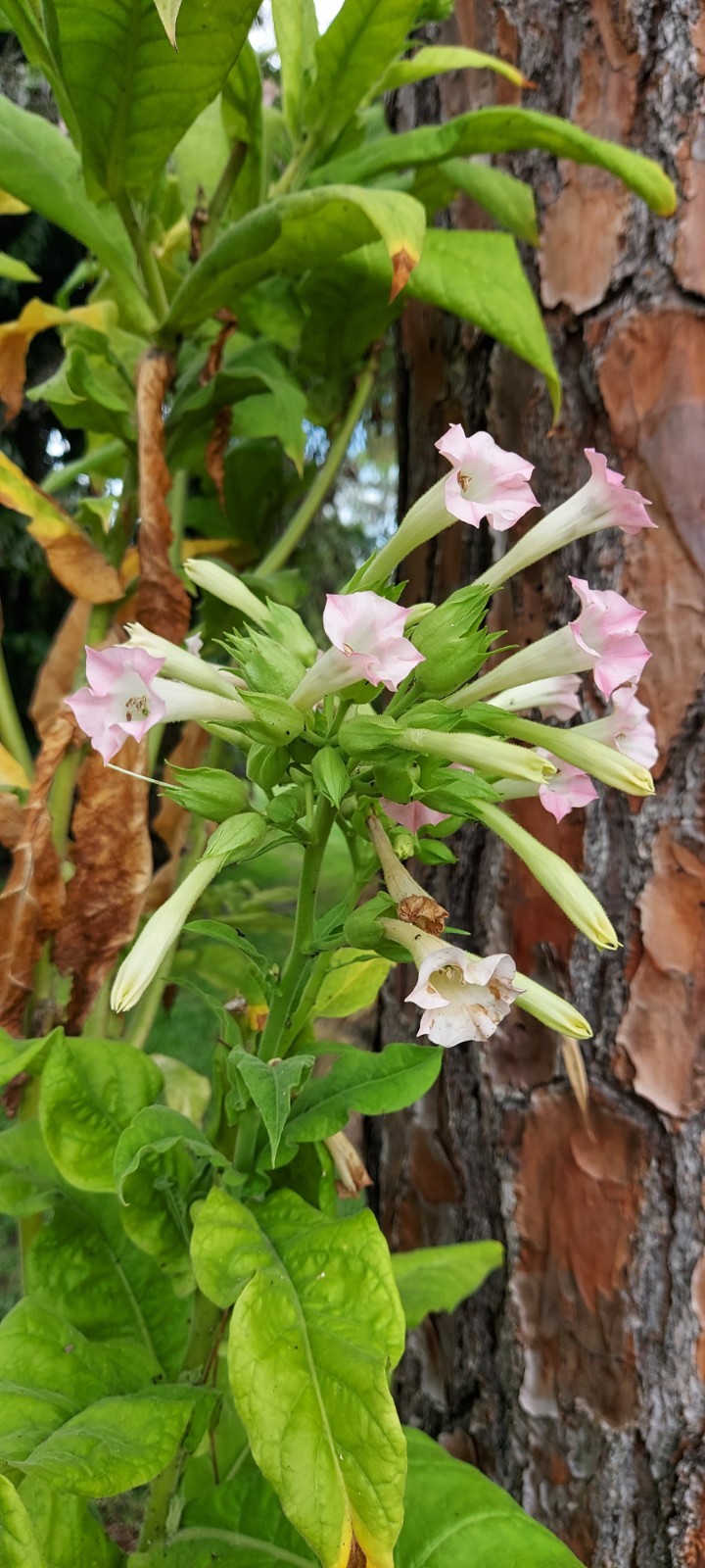 Virginia Tobacco, 300 Seeds