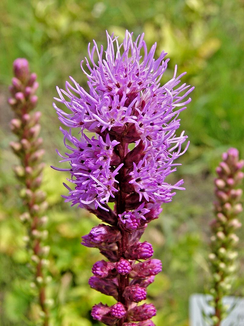 LIATRIS SPIKATA 100 SEEDS MOSTLY PURPLE A FEW WHITE, BLAZING STAR, GAYFEATHER