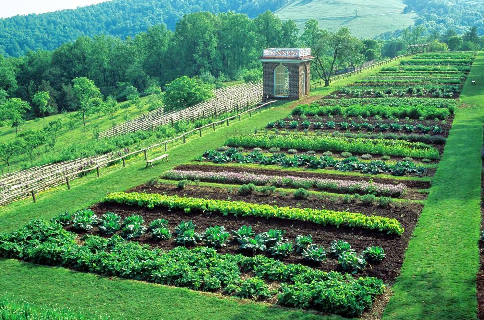 #3 Heirloom Vegetable Seeds 6 Variety Garden Set Emergency Survival NON-GMO 150+