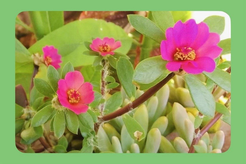 1000+ Pink Portulaca Amilis Seeds – Heat & Drought Tolerant Flower Seeds