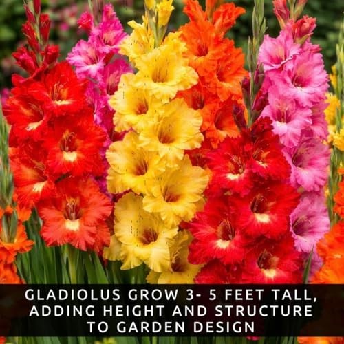 10 Gladiolus Bulbs, Mixed Colors – Sword Lily, Easy to Grow Perennial Garden