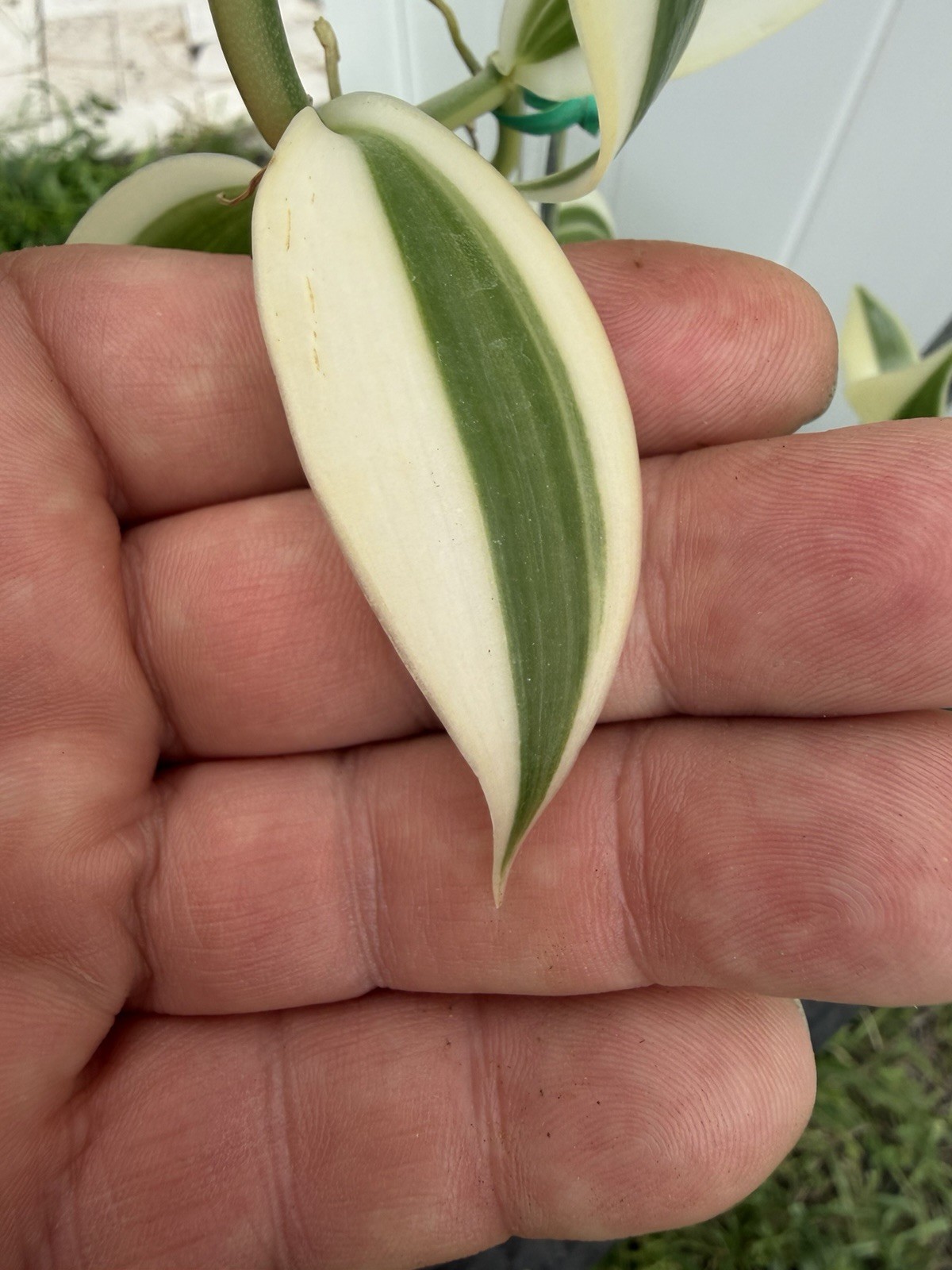 Large Plant 5” WHITE Variegated Vanilla planifolia Orchid Variegata