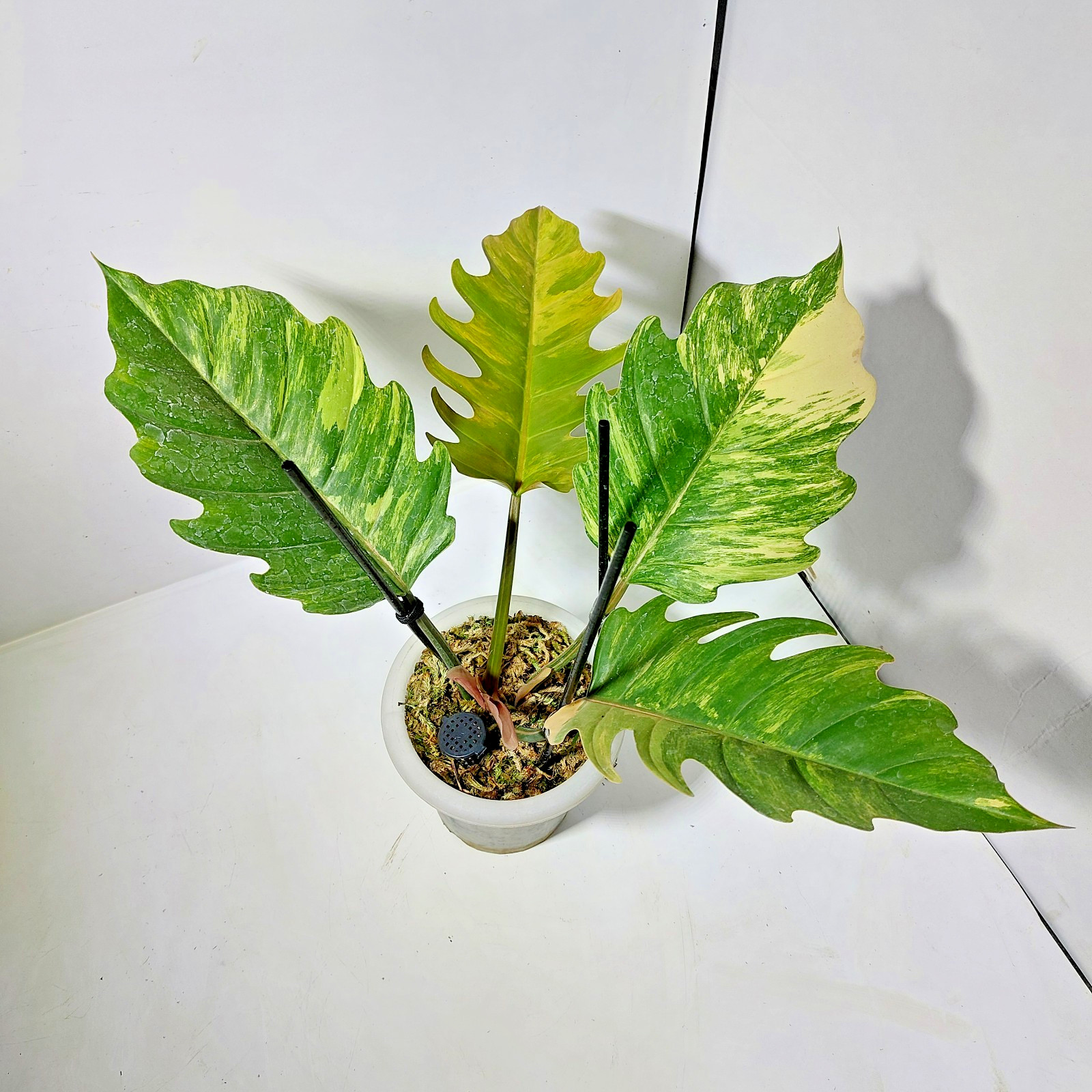 Philodendron Caramel Marble Variegated Free Phytosanitary