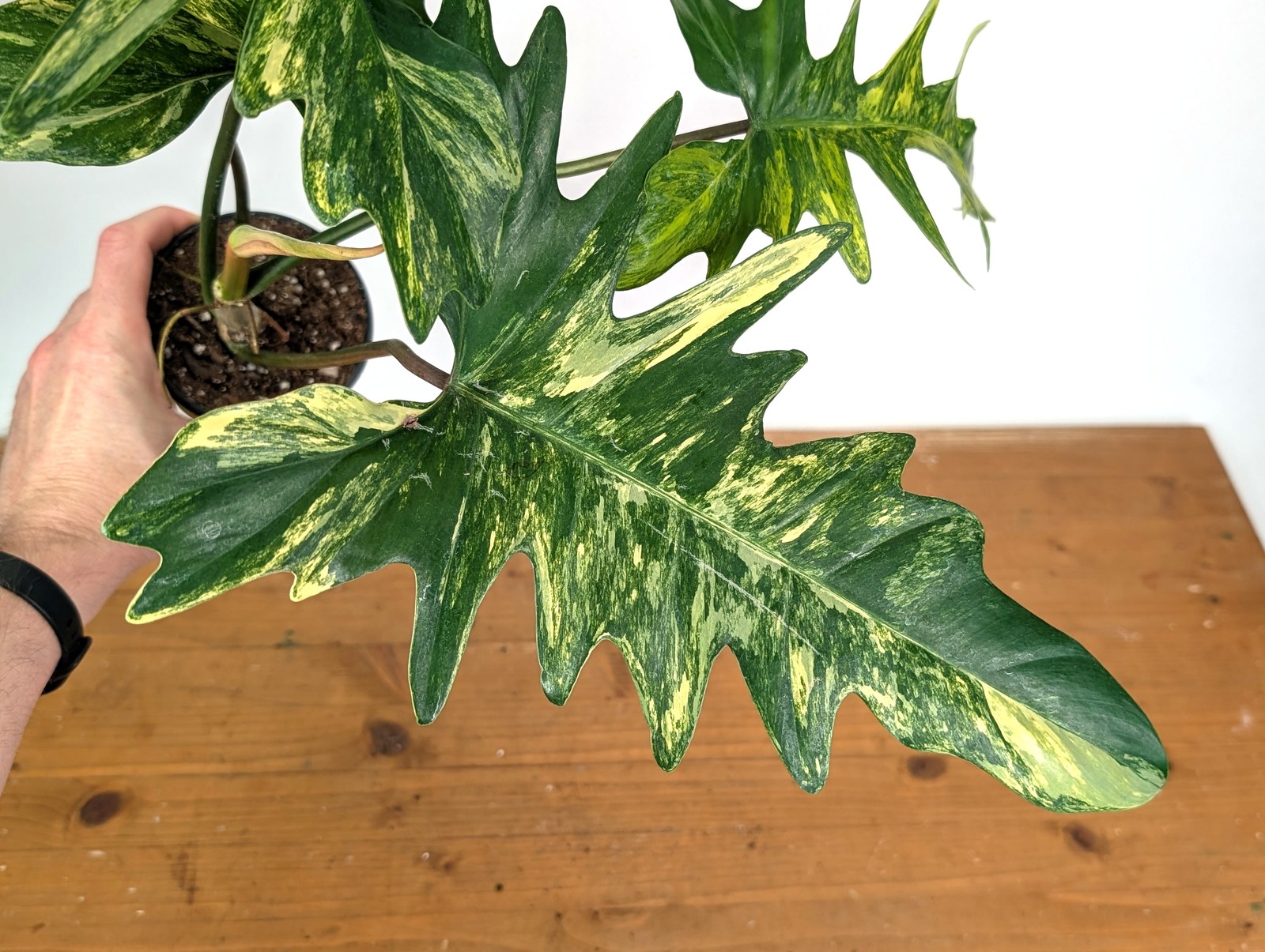 Philodendron Florida Beauty x Mayoi Variegated – Exact Plant #24B in 4″ Pot