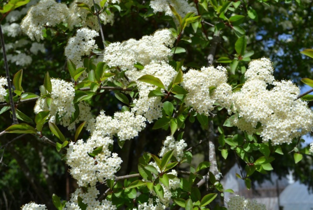 Blackhaw Virbunum Tree – 6-12″ Tall – 4″ Pot – White Cluster Flower – Zones 3-9