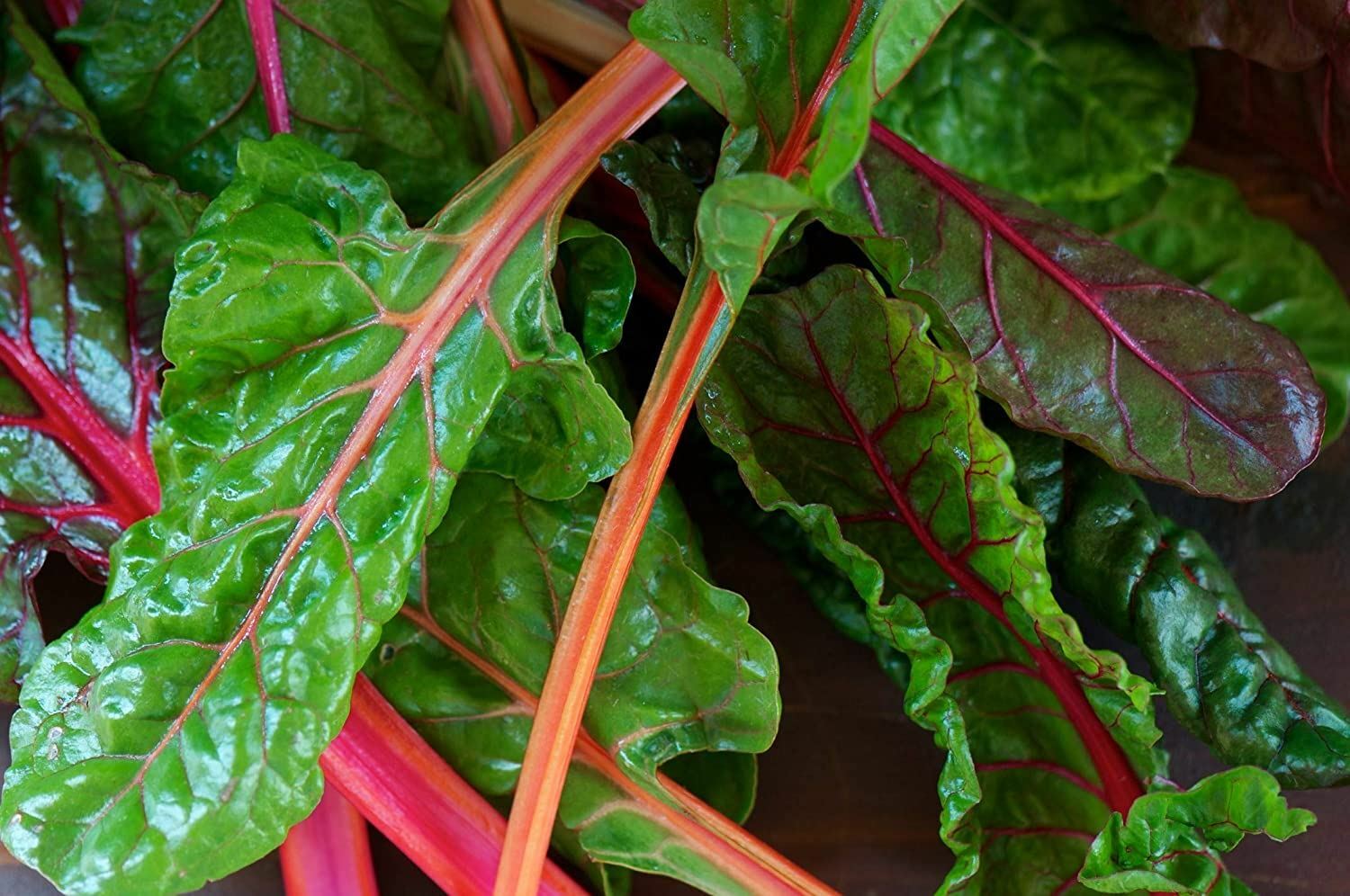 Swiss Chard Seeds, Rainbow Swiss Chard Seeds, “COOL BEANS N SPROUTS” Brand.