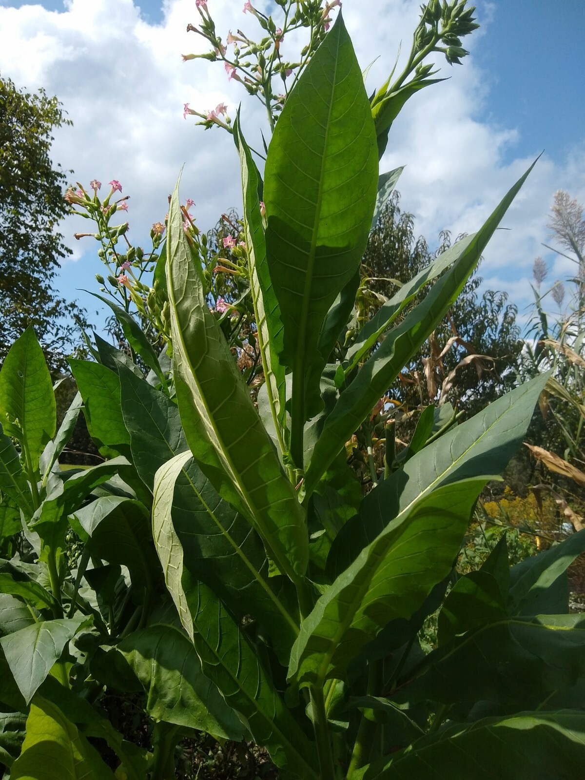 5000 Tobacco Seeds Harvest Gold (Nicotiana Tabacum)2022