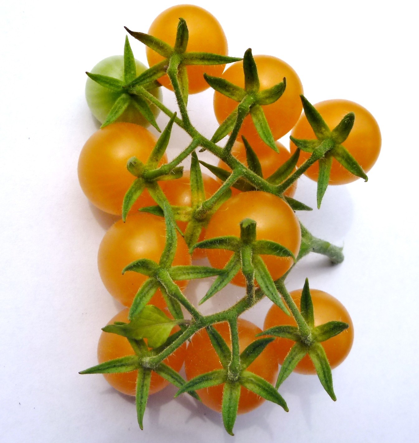 Wild Galapagos Tomato (Solanum Cheesmaniae) Prolific Disease Resistant 25+ Seeds