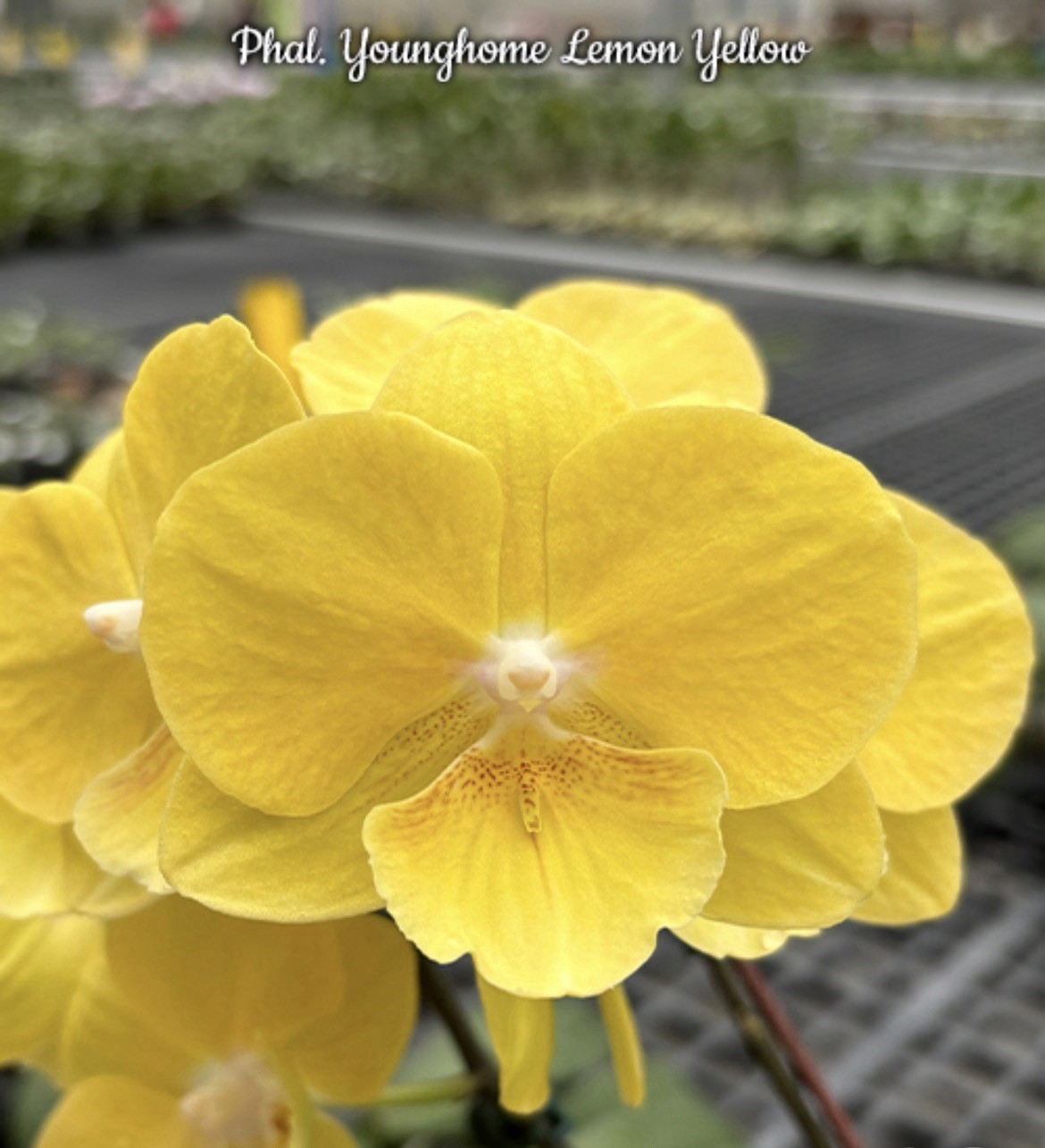 Phal. Younghome Lemon Yellow, Mericlone, Blooming Size, FREE Shipping