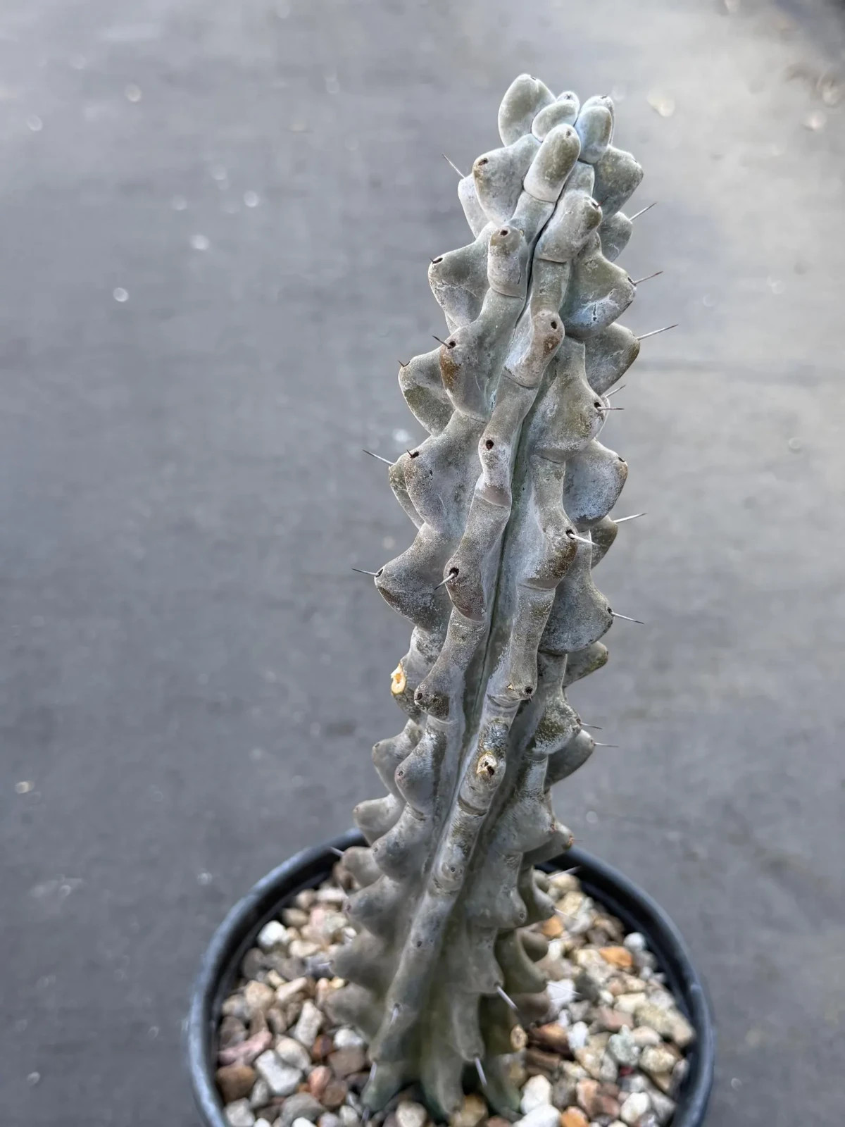 Stenocereus Beneckei Rare Twisting Chalky Gray Specimen Cactus Plant