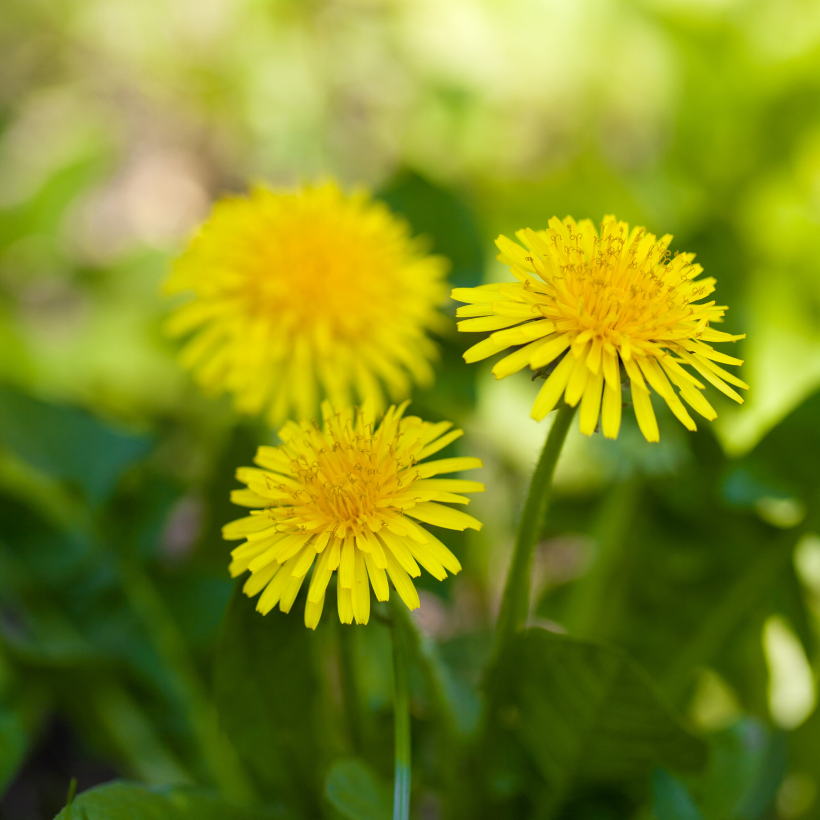 Dandelion, True – 50 Seeds – Culinary Flower Seed – GMO Free