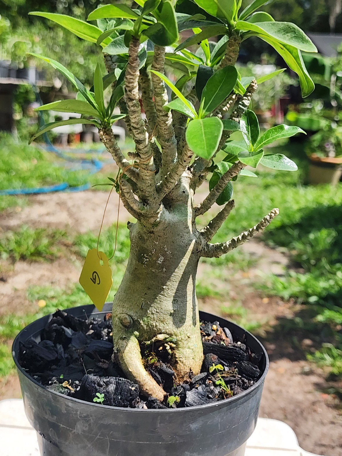 #.G.. Adenium THAI SOKO Desert Rose… big foot ..Plant perfect for bonsai
