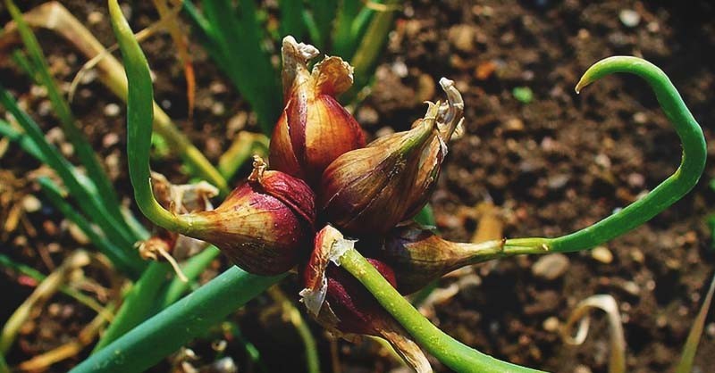 10 Egyptian Walking Multiplier Onions Top Sets Perennial Organic Heirloom