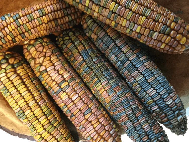 Earth Tones Ornamental Corn Seeds | Pastel Rainbow Glass Gem Popcorn Seed 2024