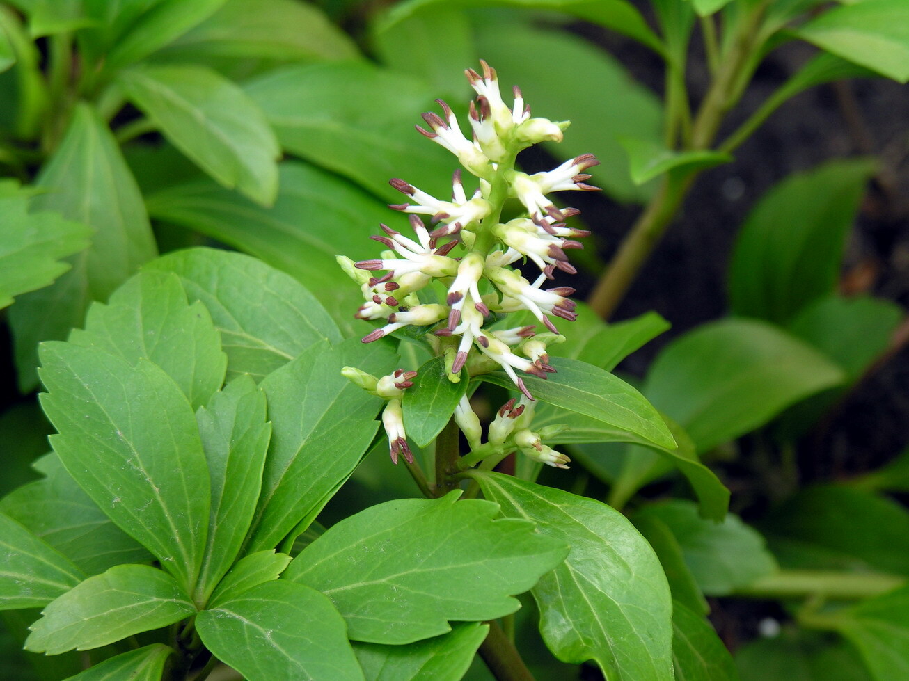 5 Allegheny Spurge Pachysandra Procumbens: Wild Ground Cover- Bare Root Cuttings