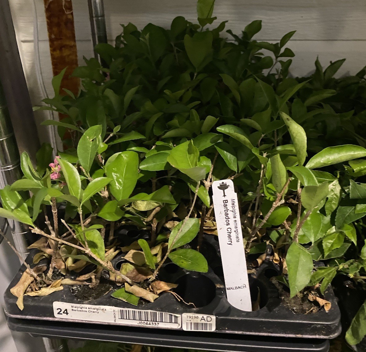 Barbados Cherry (Malpighia emarginata) – 1 TC Plant/Plug – 3-6 inches – Edible!!