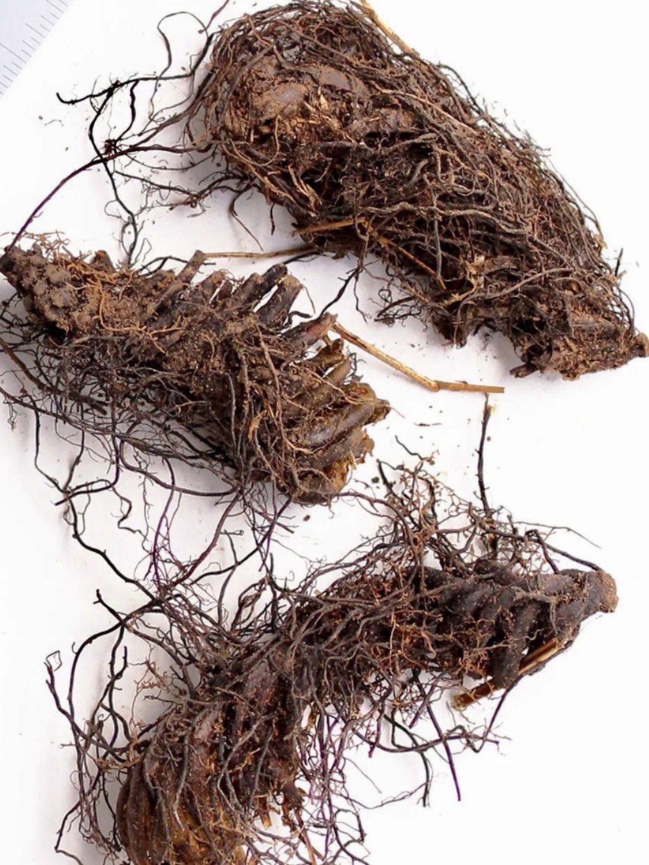 10 Lady Fern Rhizomes Live Roots Very Easy to Grow Deer Resistant Zones 3–9